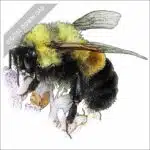 Rusty-Patched Bumble Bee stock art drawing