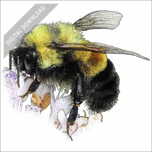 Rusty-Patched Bumble Bee stock art drawing