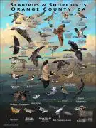 Seabirds & Shorebirds of Orange County poster print