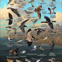 Seabirds & Shorebirds of Orange County poster print