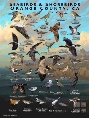 Seabirds & Shorebirds of Orange County poster print