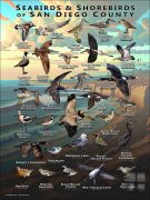 Seabirds & Shorebirds of San Diego County poster print
