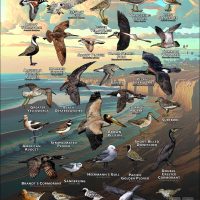 Seabirds & Shorebirds of San Diego County poster print