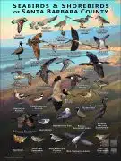 Seabirds & Shorebirds of Santa Barbara County poster print