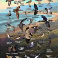 Seabirds & Shorebirds of Santa Barbara County poster print