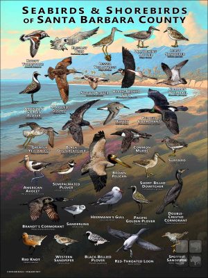 Seabirds & Shorebirds of Santa Barbara County poster print