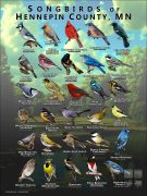 Songbirds of Hennepin County, MN poster print