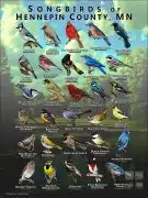 Songbirds of Hennepin County, MN poster print
