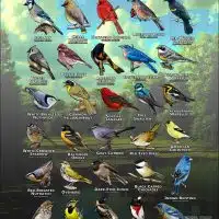 Songbirds of Hennepin County, MN poster print