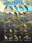 Songbirds of Orange County, California poster print