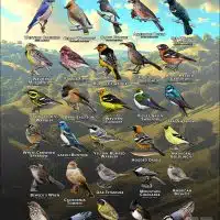 Songbirds of Orange County, California poster print