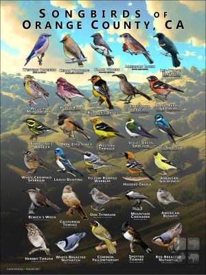 Songbirds of Orange County, California poster print