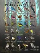 Songbirds of Pierce County, WA poster print