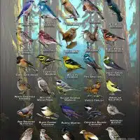 Songbirds of Pierce County, WA poster print