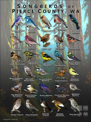 Songbirds of Pierce County, WA poster print