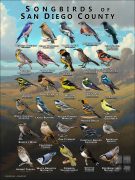 Songbirds of San Diego County, California poster print