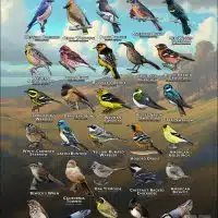 Songbirds of San Diego County, California poster print