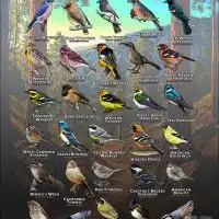 Songbirds of Santa Barbara County, California poster print