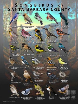 Songbirds of Santa Barbara County, California poster print