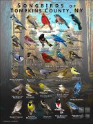 Songbirds of Tomkins County, NY poster print