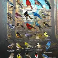 Songbirds of Tomkins County, NY poster print