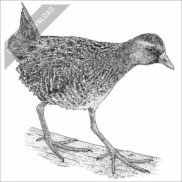 Sora black and white stock art drawing