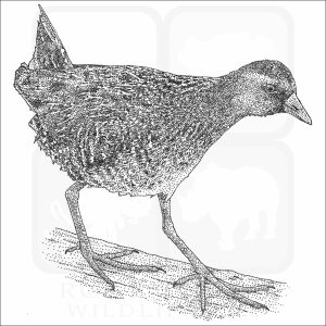 Sora black and white drawing