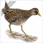 Sore stock art drawing