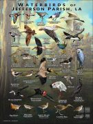Waterbirds of Jefferson Parish, LA poster print