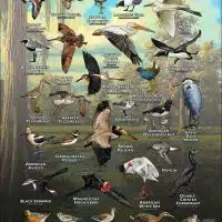 Waterbirds of Jefferson Parish, LA poster print