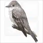 Western Wood-Pewee drawing