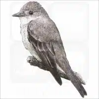 Western Wood-Pewee drawing