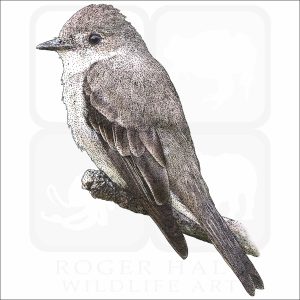 Western Wood-Pewee drawing
