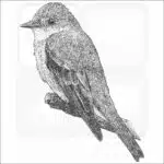 Western Wood-Pewee black and white drawing