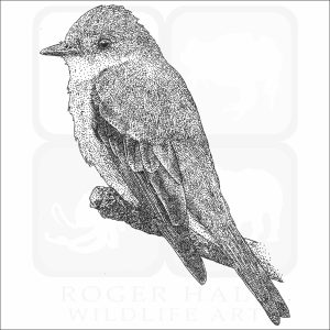 Western Wood-Pewee black and white drawing