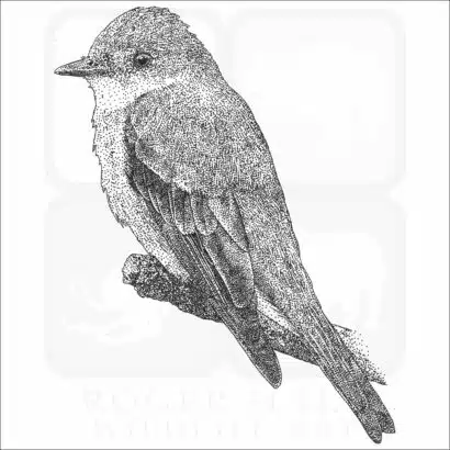 Western Wood-Pewee black and white drawing