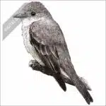 Western Wood-Pewee stock art drawing