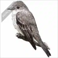 Western Wood-Pewee stock art drawing