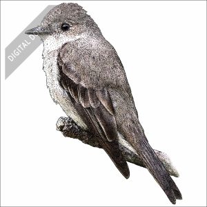 Western Wood-Pewee stock art drawing