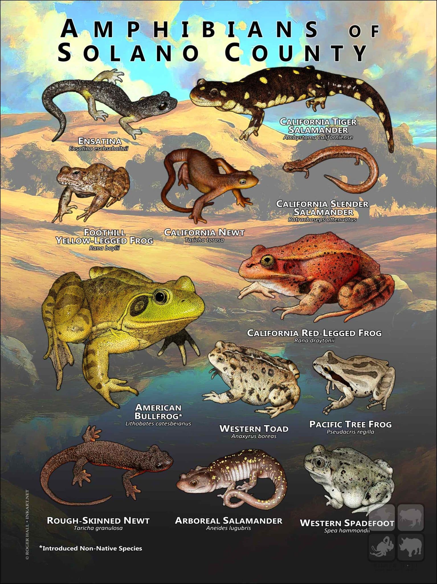 Amphibians of Sonoma County Poster Print