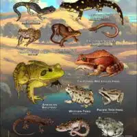 Amphibians of Solano County poster