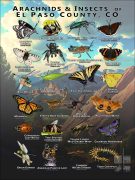 Arachnids & Insects of El Paso County, CO poster