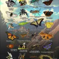 Arachnids & Insects of El Paso County, CO poster