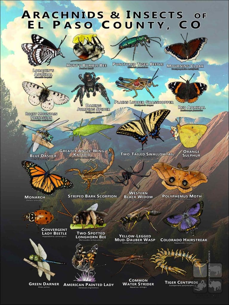 Colorado Ecosystems Insects Arachnids & Insects of El Paso County, CO Poster Print
