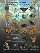 Arachnids & Insects of Harris County, TX poster