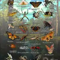Arachnids & Insects of Harris County, TX poster