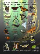Fine art poster featuring various species of Arachnids & Insects native to Multnomah County, Oregon