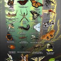 Fine art poster featuring various species of Arachnids & Insects native to Multnomah County, Oregon