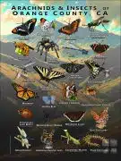 Arachnids & Insects of Orange County, CA poster