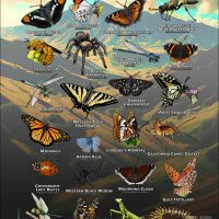 Arachnids & Insects of Orange County, CA poster